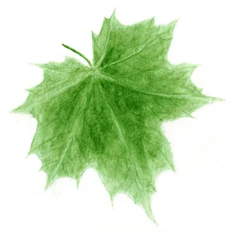 Acer platanoides