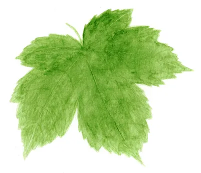 Acer pseudoplatanus