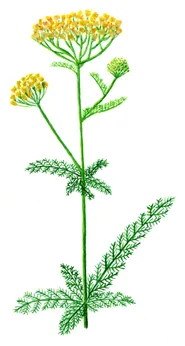 Achillea filipendulina