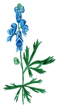 Aconitum napellus
