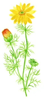 Adonis vernalis