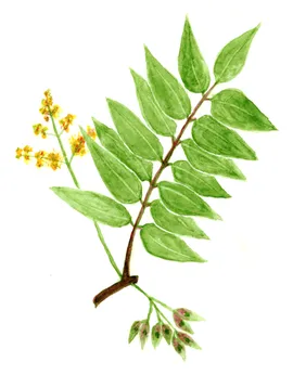 Ailanthus altissima