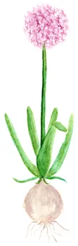 Allium christophii
