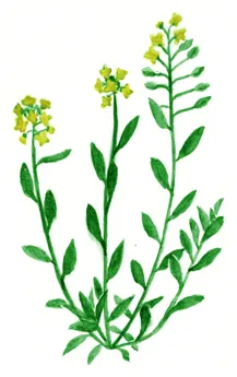 Alyssum montanum ssp. montanum