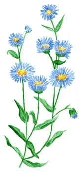 Aster amellus
