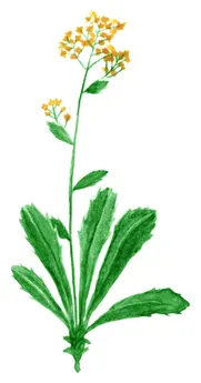 Aurinia saxatilis