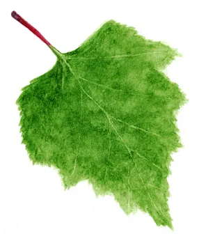 Betula pendula