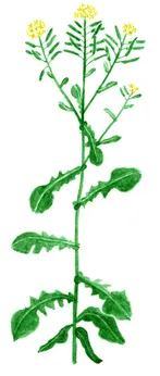 Brassica napus