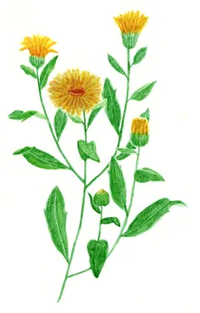 Calendula officinalis