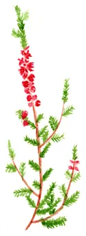 Calluna vulgaris