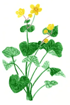 Caltha palustris