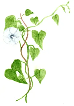 Calystegia sepium
