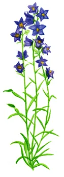 Campandula persicifolia