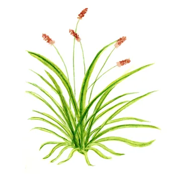 Carex morrowii