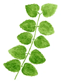 Cercidiphyllum japonicum