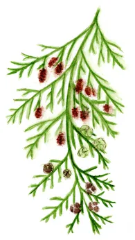 Chamaecyparis lawsoniana