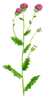 Cirsium arvense