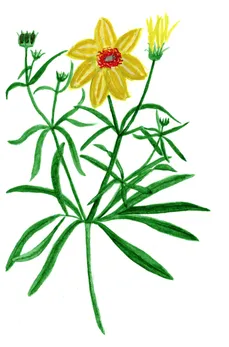 Coreopsis verticillata