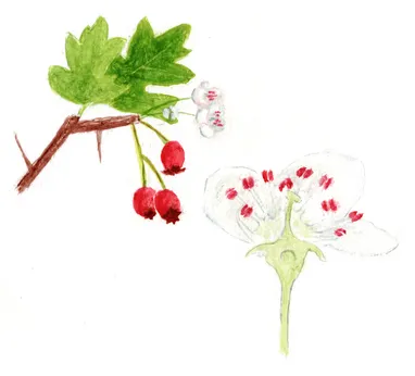 Crataegus monogyna