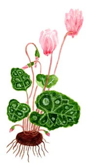Cyclamen purpurascens