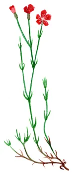Dianthus deltoides