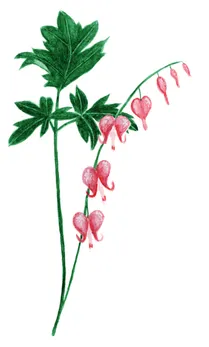 Dicentra spectabilis
