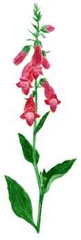 Digitalis purpurea