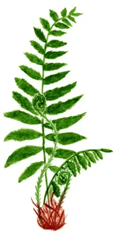 Dryopteris filix-mas