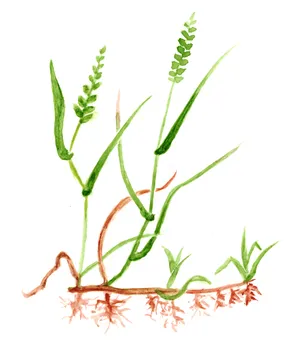 Elymus repens