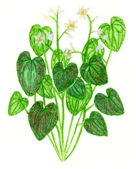 Epimedium x versicolor