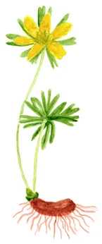 Eranthis hyemalis