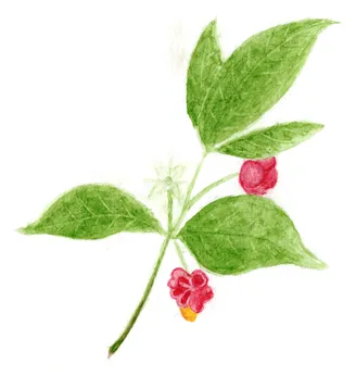 Euonymus europaeus
