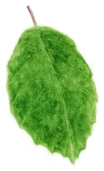 Fagus sylvatica