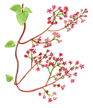 Fallopia baldschuanica