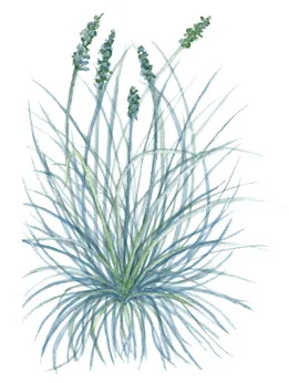 Festuca cinerea