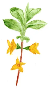 Forsythia x intermedia