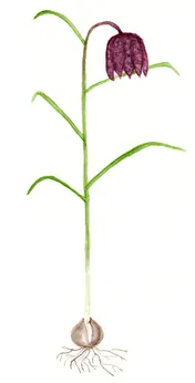 Fritillaria melegaris