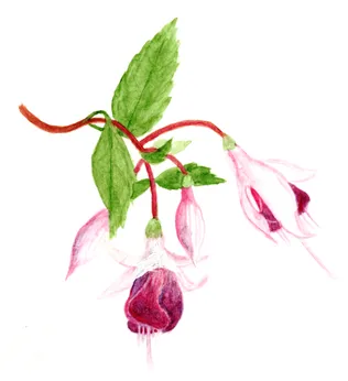 Fuchsia Cultivars