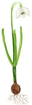 Galanthus nivalis
