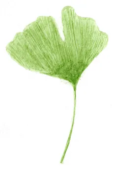 Gingko biloba