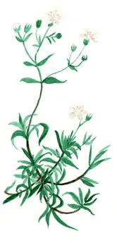 Gypsophila repens