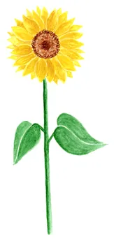 Helianthus annuus