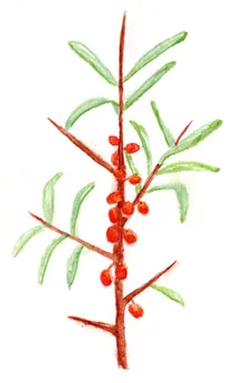 Hippophae rhamnoides