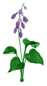 Hosta Cultivars