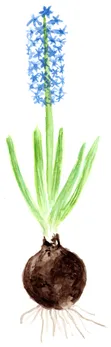 Hyacinthus orientalis