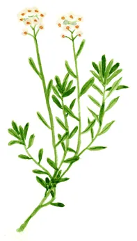 Iberis sempervirens