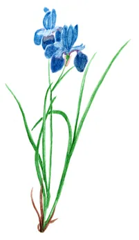 Iris sibirica