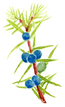 Juniperus communis 'Hibernica'