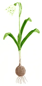 Leucojum vernum