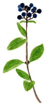 Ligustrum vulgare